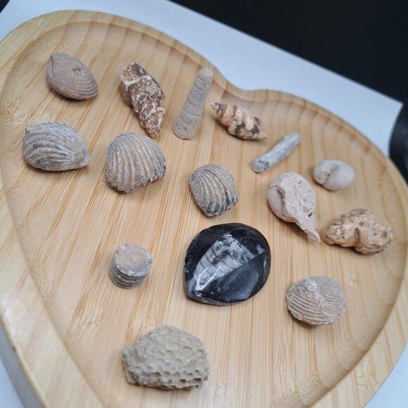 Orthoceras Ancient Aquatic Fossil Bundle, 86G - Picture 4 of 4